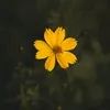 obudzswojpotencjal