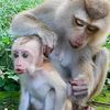 Monkey Smart