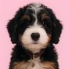 monathebernedoodle