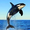user4221022538161