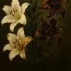asm__asoo8