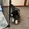 milo_the_bunny03