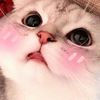 Cutie Cats