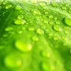 myrtille.fraise3
