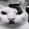 kitler19centry