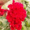talalahmad168
