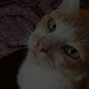 chx_3j