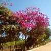 rafaeloliveiravaz