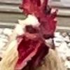 roosterman480