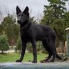 keira_k9