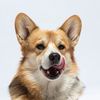 seger.corgi