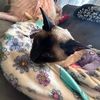 bubblebassespickle