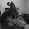 nqcute1
