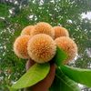 lamiya.akther2382
