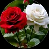 user5816653049717