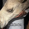 m_almuqati_511