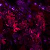 amaranth_lucy