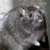 ratz_in_my_skin