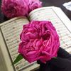 rmzyusef