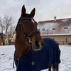urlocalequestrian3