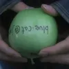 c.c8138