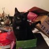 mr.mews