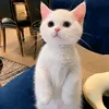 sbaaaaiiii