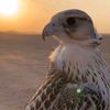 abdullah_alanazi118