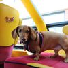 roxietheroxstardoxie