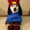 sashathecatlover