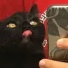 who2xdee