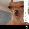 maria.snia.noguei