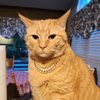 catwithacubanchai