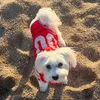 noathemaltesedog