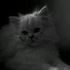 lil_meow_cat