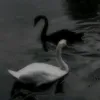 mal_ak374
