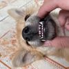 Pet Pet Pet Pet Pet 2