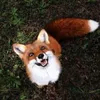 shadowfox063