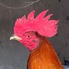 69rooster
