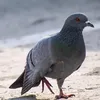 www.tiktok.comykus