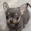 el_cacas124410