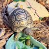 krunktort