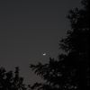 luna441784