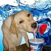 perro_pecsi