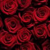 redrose181