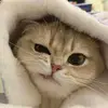 cutecat_time