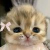 damm_criss6