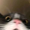 bandot_211