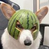 magicdog88