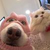 petlover.711